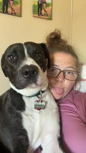 What are the best ways to care for and train a pitbull?