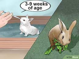 Always monitor your rabbits around new products or environmental changes. How To Feed Baby Rabbits 11 Steps With Pictures Wikihow