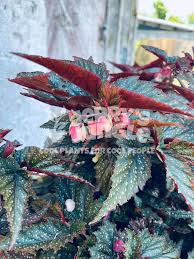 Image result for Begonia rubronervata