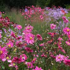 Petra Pelz On Instagram Herbstanemonen Und Herbstastern Ein Cooles Team Und Dazu Graser Wie Die Rutenhirse Ega Park In Erfurt Panicumvirgatumheiligerh