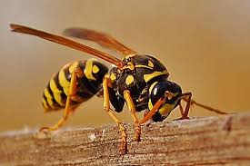Yellow Jacket Polistes Dominula Bugguide Net Wasp Animals Insects