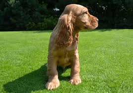 Strong english working and field trial bloodlines.… i have a beautiful litter of english springer spaniels for sale.they will be ckc registered,all vaccinations & dewormings will be current for their. English Cocker Spaniel Puppies Pure Breed Pups Pet Mania Dubai