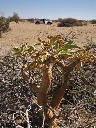 Image result for Cyphostemma montanum