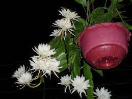 It has been in my extended family for almost 10 years extra light in the early spring will stimulate budding. Epiphyllum Oxypetalum Queen Of The Night World Of Succulents Pflanzen Orchidee Kaktus Kaktus Blume