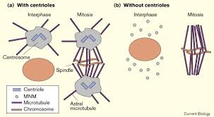 Centrioles are cylindrical structures that are composed of groupings of microtubules. Cell Division The Renaissance Of The Centriole Current Biology
