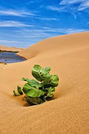 The Sahara Desert Is The Hottest Desert It Covers Most Of Africa The Sahara Desert Is The Size Of The In 2020 Deserts Of The World Desert Plants Beautiful Landscapes
