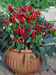 How can i use the fresh cayenne peppers, which are. Cayenne Pepper Medicinal Use And Health Benefits Chilli Plant Plants Small Vegetable Gardens