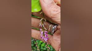 Image result for Pleurolobus