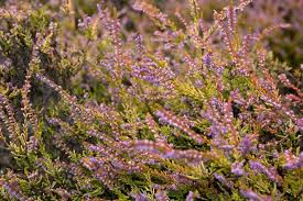 Image result for Calluna vulgaris