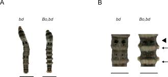 The BTB-ZF gene Bm-mamo regulates pigmentation in silkworm caterpillars