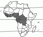 Image result for Anthonotha macrophylla