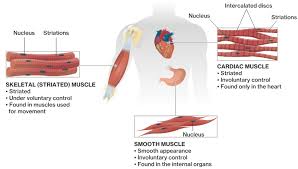 Function Of The Muscular System Course Hero