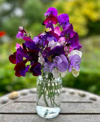 Image result for Lathyrus