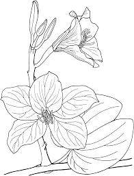 100% free flowers coloring pages. Bauhinia Tropical Orchid Tree Coloring Pages Flower Coloring Pages Coloring Pages For Kids And Adults