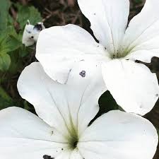 Image result for Senecio latifolius