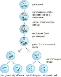 Meiosis Google Search Science Revision Biology Classroom Medical Science