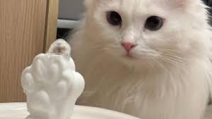 고양이물먹이기