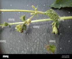 Image result for Equilabium laxiflorum