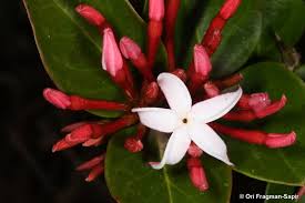 Image result for Carissa bispinosa