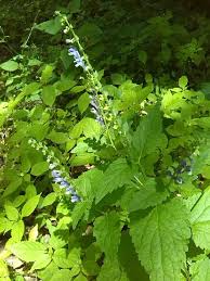 Image result for Scutellaria schweinfurthii