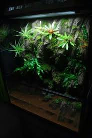 Vivarium W Bromeliads Tropical Terrariums Terrariums Kits Aquarium Design