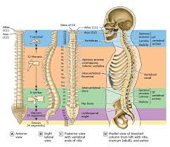 Jan 01, 2019 · the bones found in the hip include the three bones of the pelvis and the thigh bone or femur. Spine Anatomy Overview