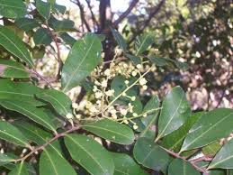 Image result for Crotonogynopsis australis