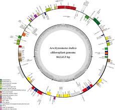 Image result for Aeschynomene glauca