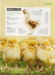 Oiseaux Comment Les Poules Pondent Elles Des Oeufs 2 Pages