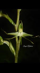 Image result for Habenaria schimperiana