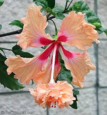 Image result for Hibiscus torrei