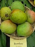 It is said that in india alone, there are more than a thousand. Wikizero List Of Mango Cultivars