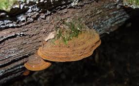 Image result for Phellinus gilvus
