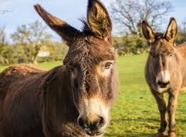 We did not find results for: Cute Donkeys Home Facebook