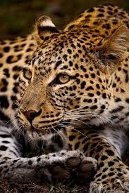 Leopard By Nelis Wolmarans Wikipedia Animaux Sauvages Chats Sauvages Photo Animaux