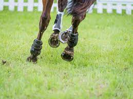 To Shoe Or Not To Shoe Expert How To For English Riders