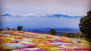 Maybe you would like to learn more about one of these? Yumthang Dzuko Valley Of Flowers Check Out India S Most Picturesque Floral Landscapes Travel Hindustan Times