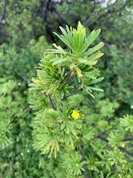 Image result for Surianaceae