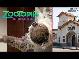 It S International Sloth Day So Disney Brought Zootopia To Life For Some Bored People At The Dmv Disney Zootopia Zootopia Disney