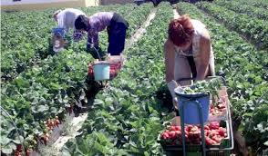 Agent transporturi externe in spania. Sute De Locuri De MuncÄƒ La Cules De CÄƒpÈ™uni In Spania Dcnews