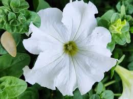 Image result for Petunia axillaris