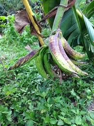Pisang tanduk studies ppp model for healthcare facilties, social sciences, and history. Bananas Pisang Tanduk Suria Helang Lui