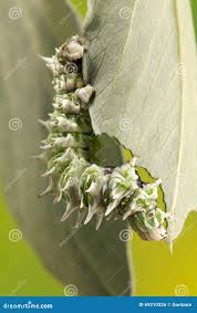 Image result for Flabellaria