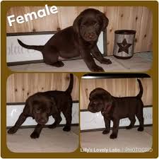 In 30 years, this process has worked the best for us. Lilly S Lovely Labs Labrador Retriever Breeder In Springtown Texas