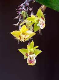 Image result for Polystachya melanantha