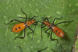 We did not find results for: Orange Bugs Extension Master Gardener Volunteers Of Durham County