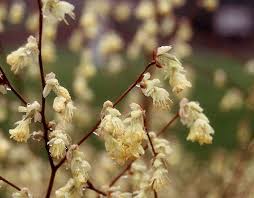 Image result for Pycreus xantholepis