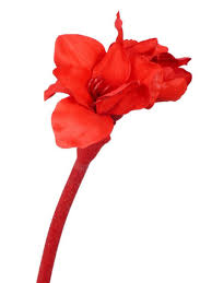We did not find results for: Artificial Flowers And Plants Wholesale Top Art Int Detailansicht Velvet Autumn Winter Amaryllis Velvet 2 Bloemen 1 Bud 70cm Glitter Special Offer