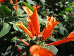 Image result for Dicliptera sericea