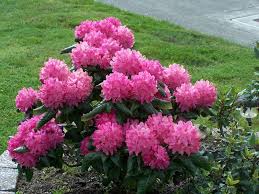Image Result For Holden Rhododendron Season Plants Rhododendron Container Plants